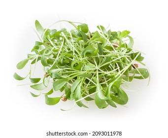 6,187 Coriander sprouts Images, Stock Photos & Vectors | Shutterstock