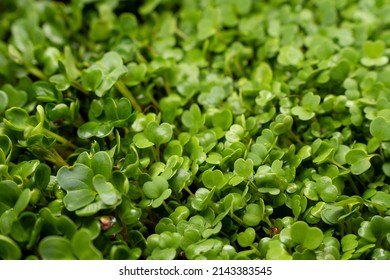 Growing Microgreens In Container At Home. Gardener Planting Young Seedlings In Vegetable Garden. Micro Greens On Coconut Substrate. Home Gardening.  Growing Healthy Food Concept. Selective Focus.