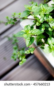 Growing Mint In Home Garden