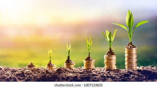 Growing Money - Plant On Coins - Finance And Investment Concept - Shutterstock ID 1007133835