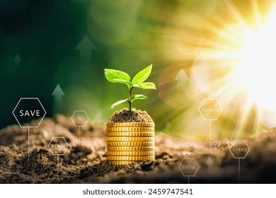 Growing Money - Plant On Coins - Finance And Investment Concept. The seedlings are growing on the coins placed on the ground, thinking about financial growth. Savings Coins. Interest Concept.