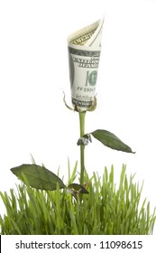 Growing Money Rose. Conceptual Image.