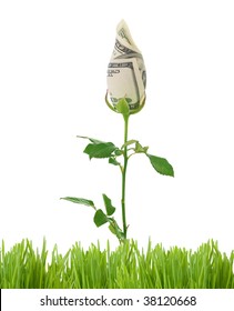 Growing Money Rose.Business Concept Image