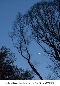 Growing moon hiding behind the tree branches in the late evening