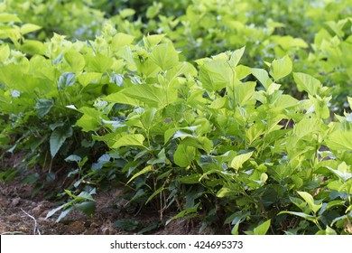 910 Mulberry Plantation Images, Stock Photos & Vectors | Shutterstock