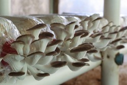 Growing Mushrooms At Home. Cultivated Grey Oyster Mushrooms On A Farm. Oyster Mushrooms Growing Out Of The Lump Bag.