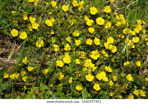 Growing Natural Habitat Creeping Cinquefoil Potentilla Stock Photo ...