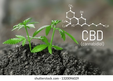 Growing natural marijuana with small seedlings fromsoil for the production of cannabis essential oil in medicinal preparations. CBD oil cannabidiol formula