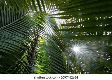 Growing of nipa palm  plant. Tropical nipa palm forest. Nipa palm leaves with light flare. Sun flare through palm leaves. 