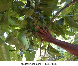 Growing on the tree green mango. Vegetarian fruits in Asia. natural background. Stock photo - Shutterstock ID 1493574887