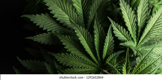 growing organic cannabis background herb on the farm