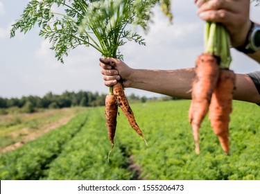 Growing organic carrots. Carrots in the hands of a farmer. Freshly harvested carrots. Autumn harvest. Agriculture. Agro industry.