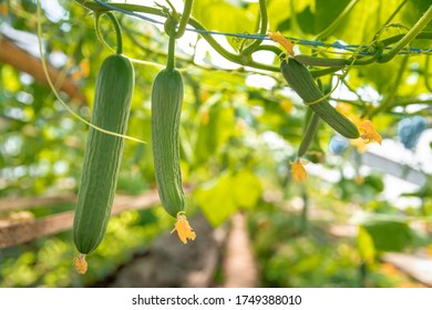 Growing Organic Cucumbers Without Chemicals And Pesticides In A Greenhouse On The Farm, Healthy Vegetables With Vitamins