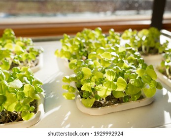 growing organic fresh basil in hydroponics indoor gardening nursery, hydroponic system, hydroponic kit