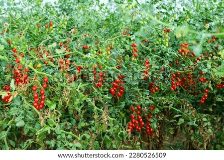 Growing organic red cherry tomatoes on green bushes in glasshouse