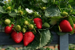 Growing Organic Strawberries In An Agricultural Greenhouse