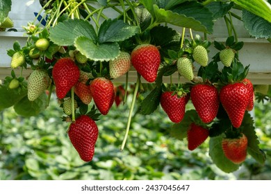 Growing Organic strawberries in an agricultural greenhouse - Powered by Shutterstock