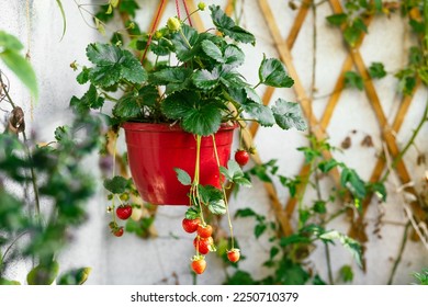 Growing organic strawberries on balcony at home. Ripe strawberry bushes in pot. Urban gardening concept