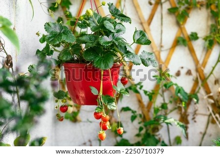 Growing organic strawberries on balcony at home. Ripe strawberry bushes in pot. Urban gardening concept