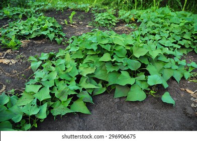 Growing Organic Sweet Potatoes. Organic Farming