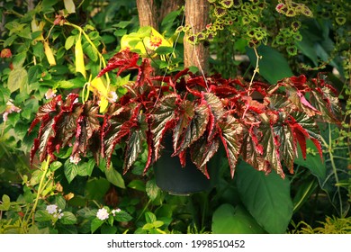 Growing Painted Leaf Begonia On Hanging Pot