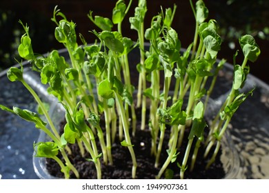 Growing Pea Shoots Serge In Deep Recycled Plastic Grape Punnet For Healthy Salad They Are A Smaller Variety And So Are The Peas Presoaking The Seeds Prior To Sowing Is Big Advantage For A Swift Growth