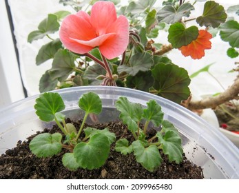 Growing Pelargonium Nano Salmon F1 From Seeds. Young Seedlings Of Pelargonium.