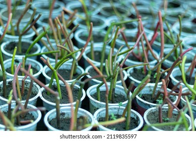 Growing Pencil Cactus Cuttings In Small Pots