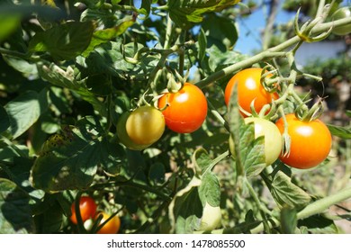 Growing Petit Tomatoes In Home Vegitable Garden