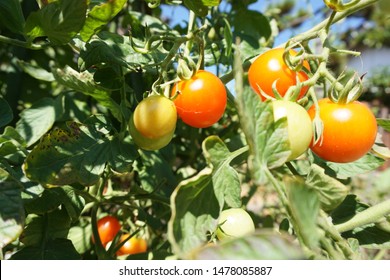 Growing Petit Tomatoes In Home Vegitable Garden