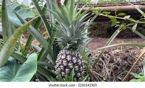 Growing Pineapple Plant Summer Farm Asia Food