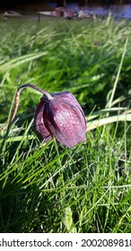 Growing Pink And Purple Chequered Lily