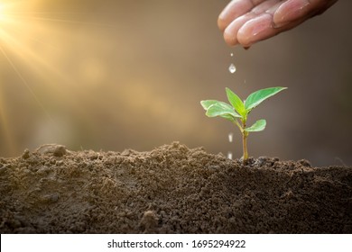 Planter Des Arbres Images Stock Photos Vectors Shutterstock