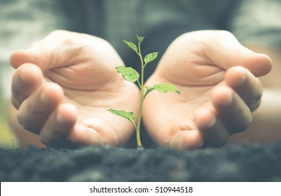 Eine Pflanze bauen. Hände, die Bäume halten und pflegen, die auf fruchtbarem Boden wachsen / Säuglingspflanze / Naturschutz / Landwirtschaft