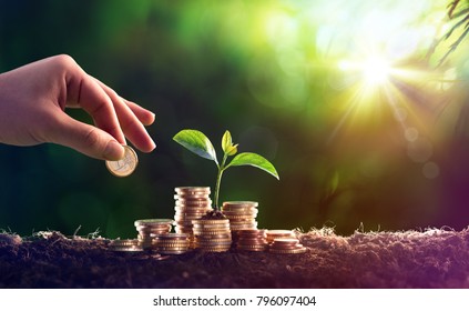 Growing Plant On Coins Money - Investment Concept