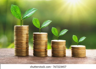growing plant on stack money with sunshine. business finance concept