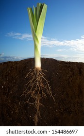 Growing Plant Over Sky Panorama. Close Up Of Fresh Leek Growing With Underground Roots Visible. Clean Eating Concept. Healthy Eating