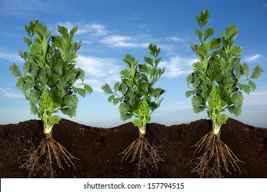 Growing Plant Over Sky Panorama. Close Up Of Three Fresh Celery With Underground View Of Roots. Clean Eating Concept. Healthy Eating