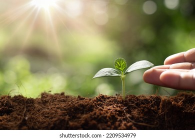 Growing plant or protecting environment. Sustainable environment concept. Save the earth from global warming. - Shutterstock ID 2209534979