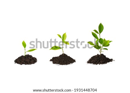 Growing plant sequence in soil on white background                              