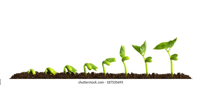 Growing plant in soil isolated on white background. - Shutterstock ID 187535693