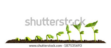Growing plant in soil isolated on white background.