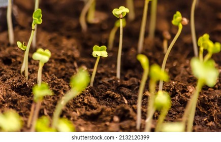 Growing Plant Sprout Growth Process On Stock Photo 2132120399 ...