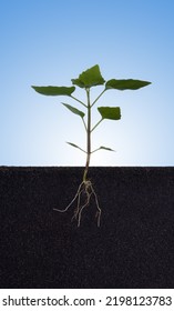 Growing Plant With Underground Root Visible