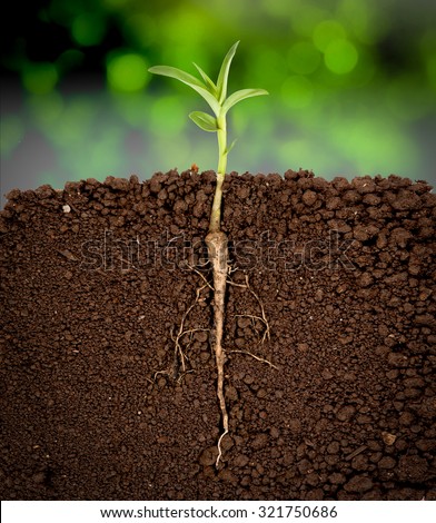 Growing plant with underground root visible,sunny trees background
