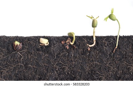 Growing Plants, Bean Seed Germination Different Stages With Underground Root Visible