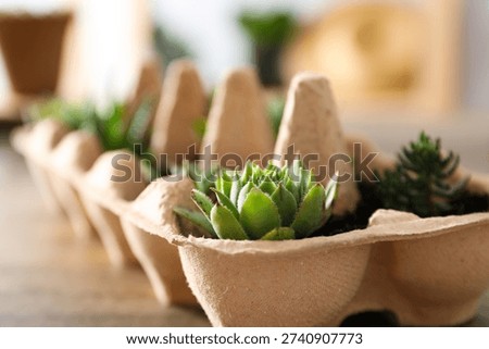 Growing plants in egg box, creative way to grow plants
