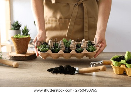 Growing plants in egg box, creative way to grow plants