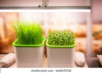 growing plants in a smart hidden form with artificial led lighting. spectrum fitolampy for seedlings and growing plants - Shutterstock ID 1644470728