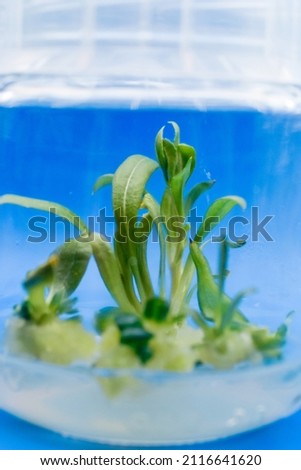 Growing plants tissue callus culture in vitro. Biology science for plant regeneration. In vitro micropropagation technology under controlled asptic condition in nutrient medium, laboratory room.